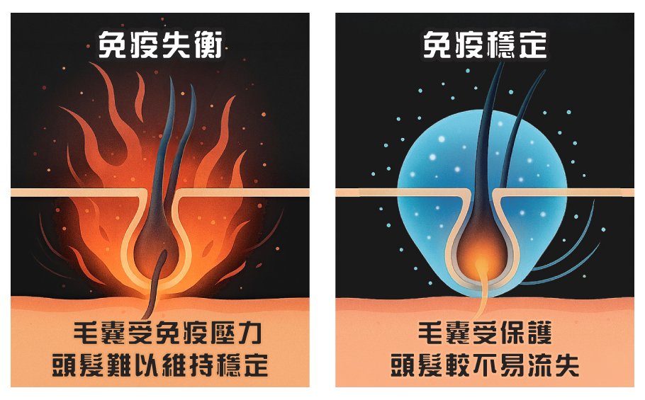 免疫失衡會攻擊毛囊,穩定免疫環境能保護髮根,改善免疫系統失調脫髮。